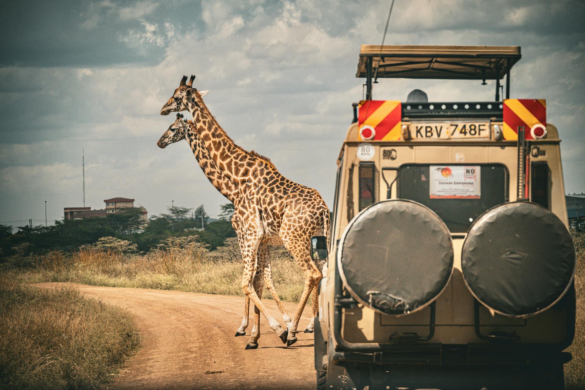 Two giraffes and tour vehicle